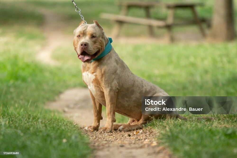 symbol in red with the word banned